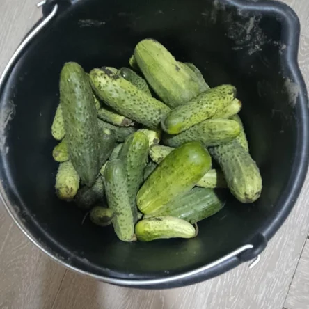 Огурцы свежие
