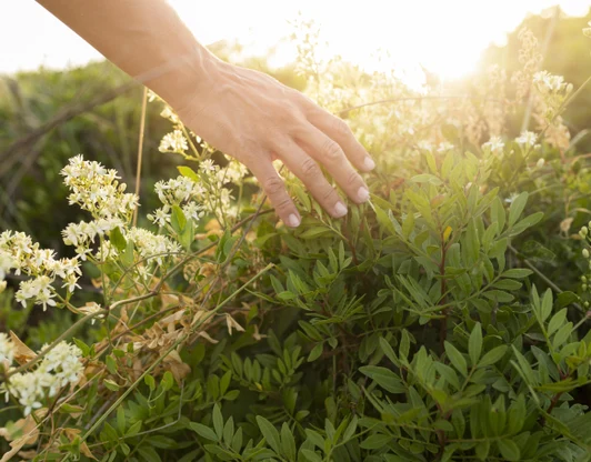 Заготовка целебных растений